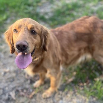 Cedar Mountain Golden Kennels - Pet Breeders Near Me Cedar Mountain Golden Kennels - Pet Breeders Near Me