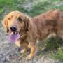 Photo of Cedar Mountain Golden Kennels