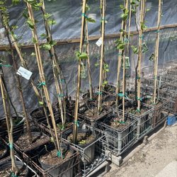 Pam's Plants - Trees