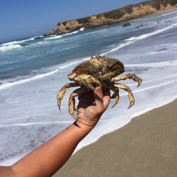 MacKerricher State Park - 09.05.16 washed ashore... - Parks Near Me - Fort Bragg, California MacKerricher State Park - 09.05.16 washed ashore... - Parks Near Me - Fort Bragg, California