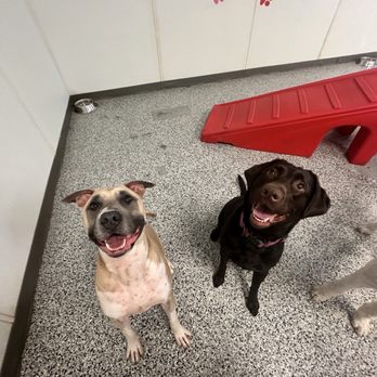Pappy's Pet Lodge - Doggos - Pet Boarding Near Me - The Colony, Texas Pappy's Pet Lodge - Doggos - Pet Boarding Near Me - The Colony, Texas