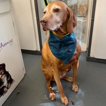A Bubbly Tail Mobile Pet Spa - Sawyer, Nail Trim - Pet Groomers Near Me A Bubbly Tail Mobile Pet Spa - Sawyer, Nail Trim - Pet Groomers Near Me