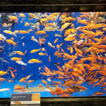 14 Cents Feeder Fish Yelp