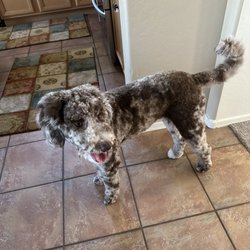 A Cut Above Pet Grooming - Dolly the doodle