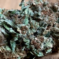 420businesscenter - Pungent smell
