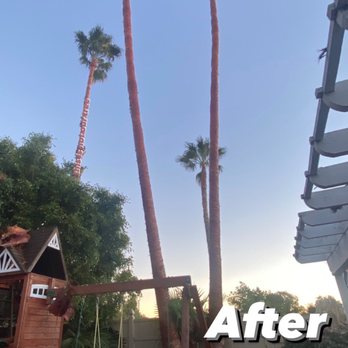 Lucas Tree Service - They made them look great and they cleaned up everything - Tree Services Near Me Lucas Tree Service - They made them look great and they cleaned up everything - Tree Services Near Me