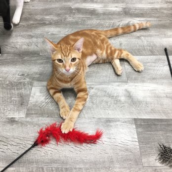 Hawai'i Cat Café - Pet Adoption Near Me - Honolulu, Hawaii Hawai'i Cat Café - Pet Adoption Near Me - Honolulu, Hawaii
