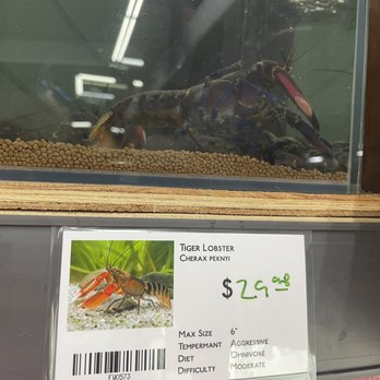 Ck Fish World - Lobster - Local Fish Stores Near Me - West Covina, California