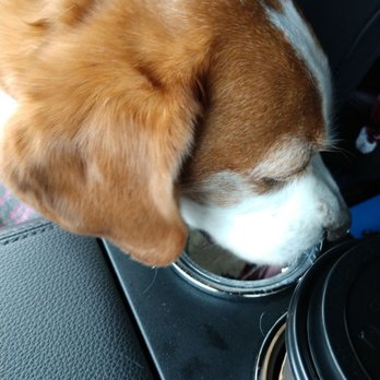 Ellianos Coffee - Don't worry Bailey got a treat too. - Coffee & Tea Near Me - Thomasville, Georgia