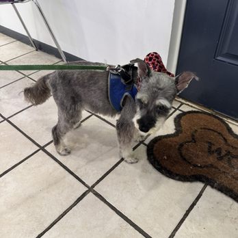 J & J Grooming - This is a picture of my grand-dog. Looking so handsome and well groomed! - Pet Groomers Near Me - Indianapolis, Indiana J & J Grooming - This is a picture of my grand-dog. Looking so handsome and well groomed! - Pet Groomers Near Me - Indianapolis, Indiana