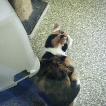 Warwick Animal shelter - Lovely calico - Pet Sitting Near Me - Warwick, Rhode Island