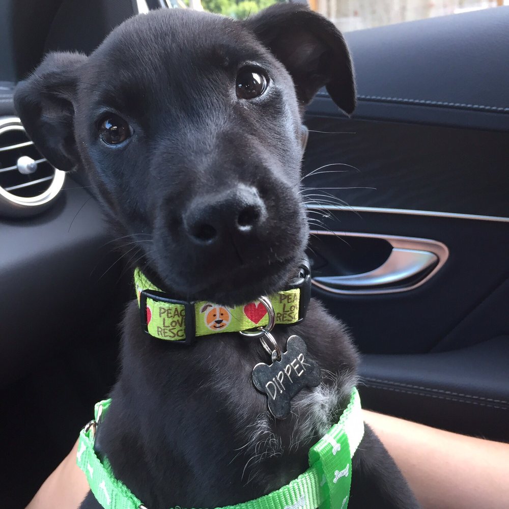 Humane Animal Partners - My name is Dipper - Animal Shelters Near Me - Wilmington, Delaware Humane Animal Partners - My name is Dipper - Animal Shelters Near Me - Wilmington, Delaware