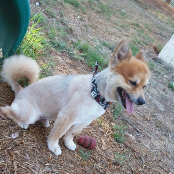 Your Heavenly Dog - So handsome - Pet Groomers Near Me Your Heavenly Dog - So handsome - Pet Groomers Near Me