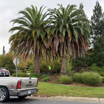 Green Roots Tree Service - Tree Services Near Me Green Roots Tree Service - Tree Services Near Me