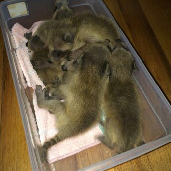 Aaa Pest & Wildlife Removal - Juvenile RACCOONS REMOVED FROM ATTIC! - Pest Control Near Me - Freehold, New Jersey Aaa Pest & Wildlife Removal - Juvenile RACCOONS REMOVED FROM ATTIC! - Pest Control Near Me - Freehold, New Jersey