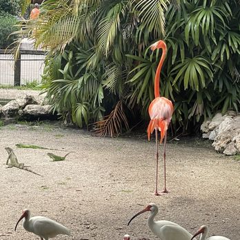 Flamingo Gardens - Botanical Gardens Near Me - Davie, Florida Flamingo Gardens - Botanical Gardens Near Me - Davie, Florida