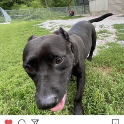 Pinebrook Kennels - IG of my dog while playing at PineBrook.