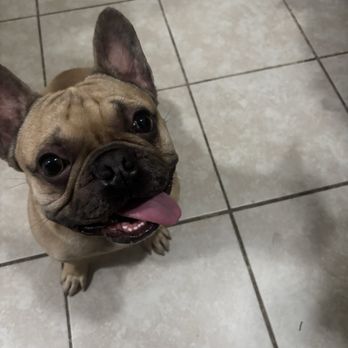 Zoomin Groomin - My baby boy eeyore looking happy as can be ! - Pet Groomers Near Me Zoomin Groomin - My baby boy eeyore looking happy as can be ! - Pet Groomers Near Me