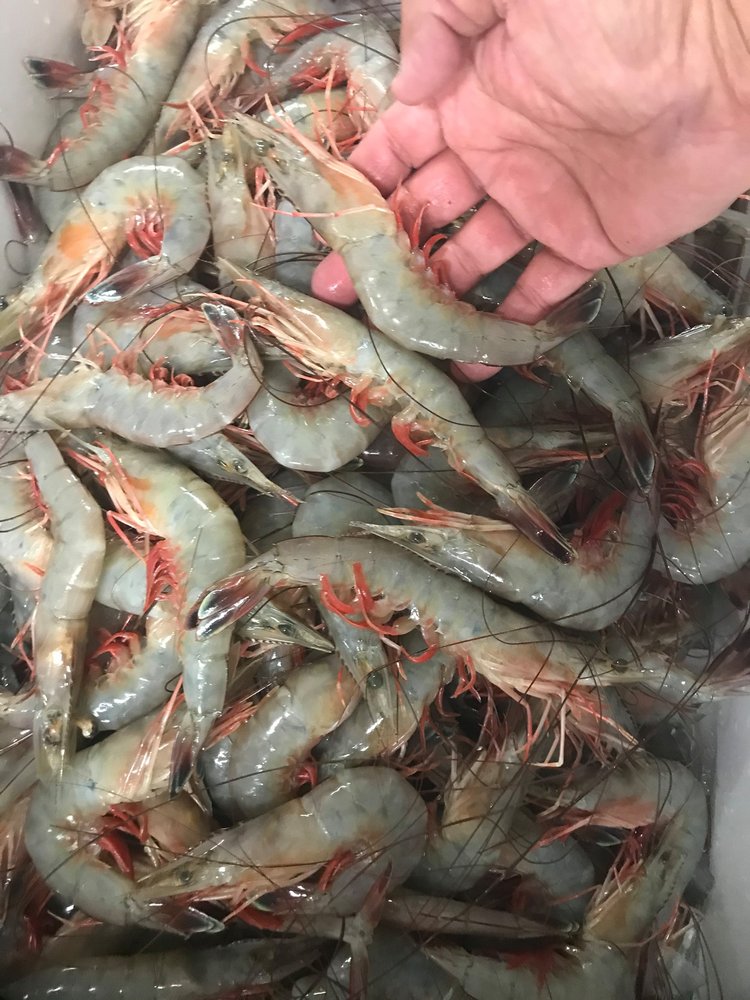 CAPT. CLARK’S FRESH SEAFOOD Updated September 2024 Jacksonville