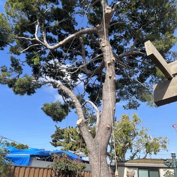 PRG Tree Care - Tree Services Near Me