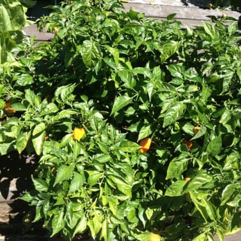 Armstrong Garden Centers - Habanero! - Nurseries & Gardening Near Me - Tustin, California Armstrong Garden Centers - Habanero! - Nurseries & Gardening Near Me - Tustin, California