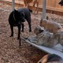 Photo of Newport Pet Boarding and Daycare