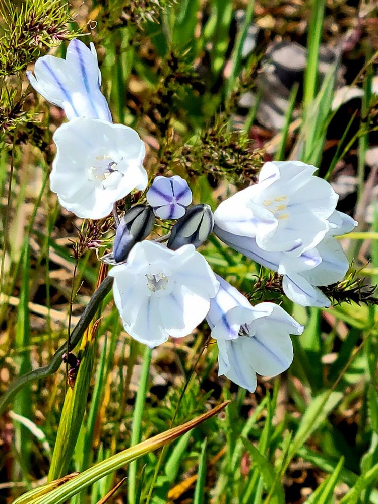 CATHERINE CREEK TRAIL Updated October 2024 119 Photos & 10 Reviews