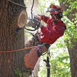 Blewett Tree Service - Meet our head climber, Dave! He has been working with Blewett Tree Service for over 8 years.