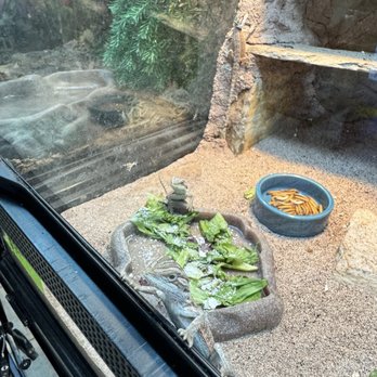 Snakes At Sunset - Red Bearded Dragon - Pet Stores Near Me - Miami, Florida Snakes At Sunset - Red Bearded Dragon - Pet Stores Near Me - Miami, Florida