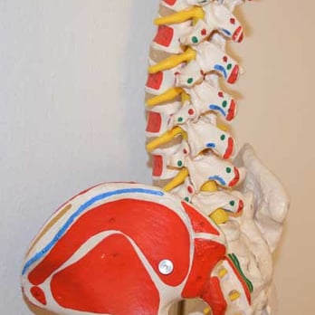 Dr Joe - Curis Functional Health - Our spine with colored muscle attachments. We use this to show you where your pain is coming from. - Chiropractors Near Me - Arlington, Texas Dr Joe - Curis Functional Health - Our spine with colored muscle attachments. We use this to show you where your pain is coming from. - Chiropractors Near Me - Arlington, Texas