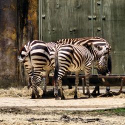 Baton Rouge Zoo