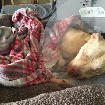 TrueCare for pets - Home and resting - Veterinarians Near Me - Studio City, California