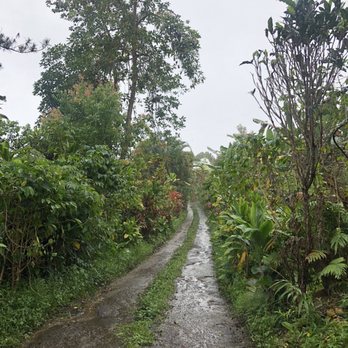Rooster Farms - Farms Near Me - Captain Cook, Hawaii Rooster Farms - Farms Near Me - Captain Cook, Hawaii