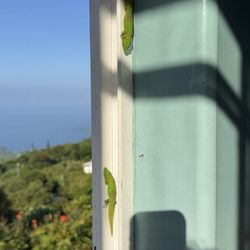 The Coffee Shack - Breakfast companions