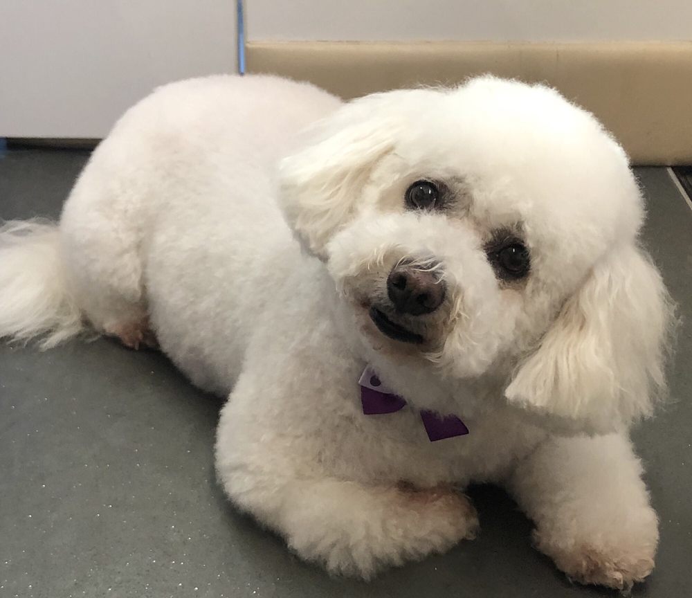 BARKING FUR BUBBLES MOBILE GROOMING 33 Photos 788 Coral Acres Dr