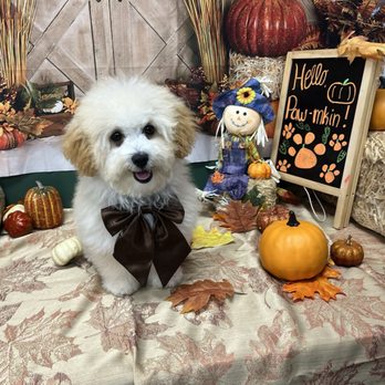My Dog’s Spaw - Bean's first puppy trim. Andrea did an amazing job! - Pet Groomers Near Me - Norco, California