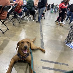 Dog Wizard - Our dog at the Richmond Raceway Dog Expo, one floor below where the training was held.
