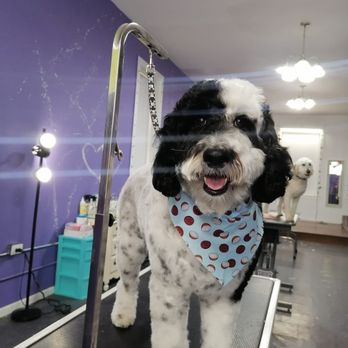 Yogis playhouse and grooming - Pet Groomers Near Me - Chicago, Illinois Yogis playhouse and grooming - Pet Groomers Near Me - Chicago, Illinois