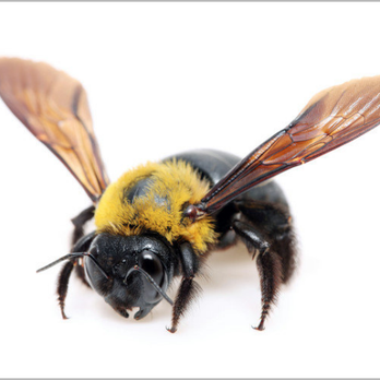 Joseph Animal & Pest Control - Pest Control Near Me Joseph Animal & Pest Control - Pest Control Near Me