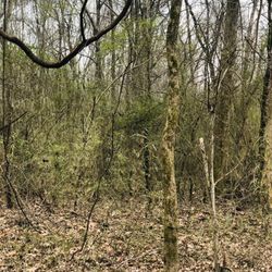 Lovitt Wood Trails