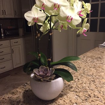 The Orchid Wrangler - Stunning orchid from the Orchid Wrangler! - Florists Near Me - West Hollywood, California The Orchid Wrangler - Stunning orchid from the Orchid Wrangler! - Florists Near Me - West Hollywood, California