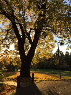 The Botanical Garden by null