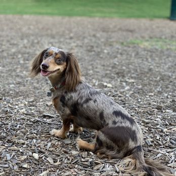 Rockwall County Veterinary Clinic - Veterinarians Near Me - Rockwall, Texas Rockwall County Veterinary Clinic - Veterinarians Near Me - Rockwall, Texas