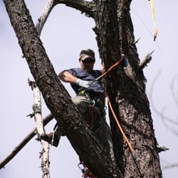 Black Oak Tree Service - Working high up