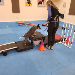 Faithful Friends Dog Training - Scout being VERY brave going through the obstacle course in class!