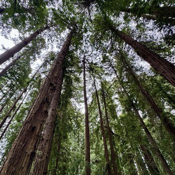 The Redwood Sky Walk - 05.24.25 California Redwoods - Parks Near Me - Eureka, California