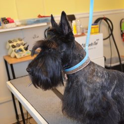 Pet Nails Near Me in Wet Camp Village | Dogs &Cats Nails Trimming - Booksy