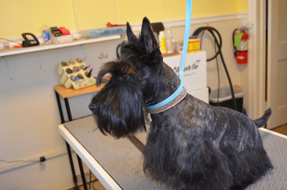 TOOTSIE’S PET GROOMING Updated September 2024 14 Photos 1242