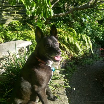 BluePearl Pet Hospice - Veterinarians Near Me BluePearl Pet Hospice - Veterinarians Near Me