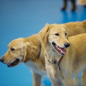 TK-9 Academy - Behavior Modification Elkridge, MD - Pet Training Near Me - Elkridge, Maryland TK-9 Academy - Behavior Modification Elkridge, MD - Pet Training Near Me - Elkridge, Maryland